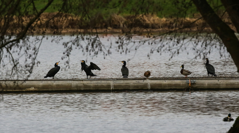 Phalacrocorax carbo sinensis