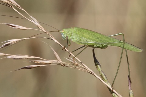Phaneroptera falcata
