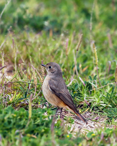 Phoenicurus ochruros