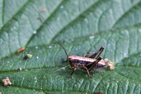 Pholidoptera griseoaptera, la Decticelle cendrée