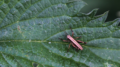 Pholidoptera griseoaptera, la Decticelle cendrée