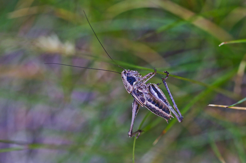 Pholidoptera griseoaptera