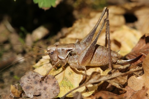 Pholidoptera griseoaptera