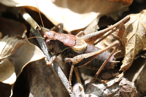 Pholidoptera griseoaptera