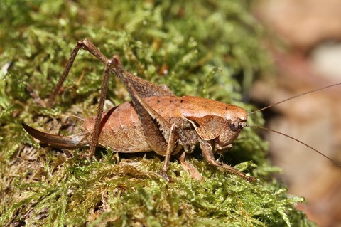 Pholidoptera griseoaptera