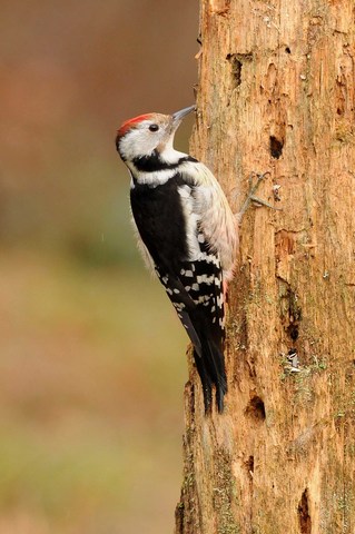 Pic mar - Dendrocopos medius