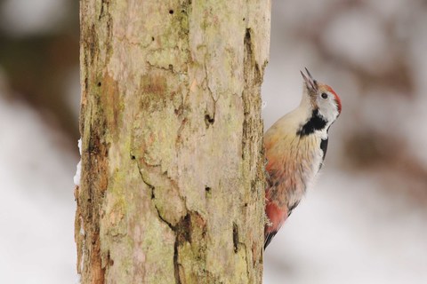 Pic mar - Dendrocopos medius