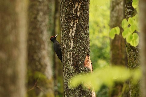 Pic noir - Dryocopus martius
