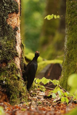 Pic noir - Dryocopus martius