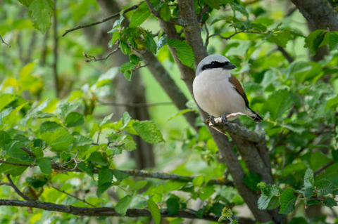 Pie-grièche écorcheur (Lanius collurio)