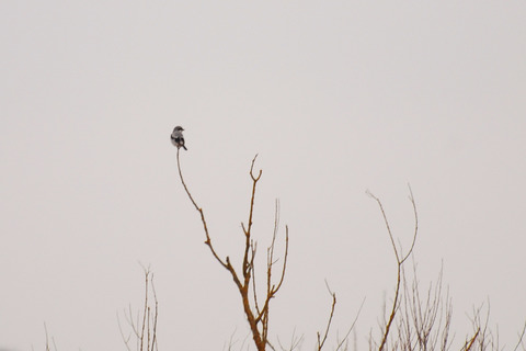 Pie-grièche grise - Lanius excubitor