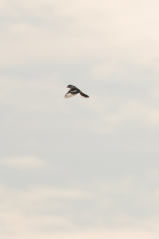 Pie-grièche grise - Lanius excubitor