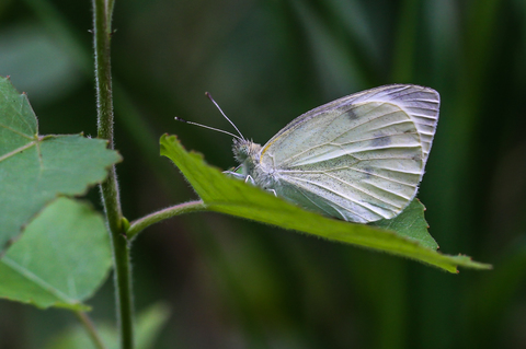 Piéride du Navet - Pieris napi
