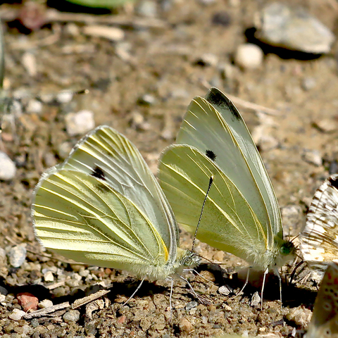 Pieris mannii