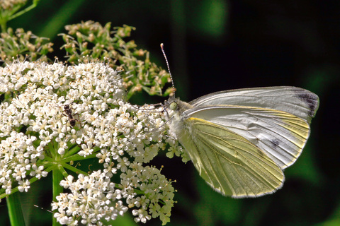 Pieris mannii