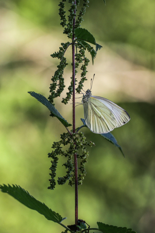 Pieris napi, la Piéride du navet