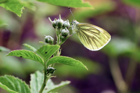 Pieris napi
