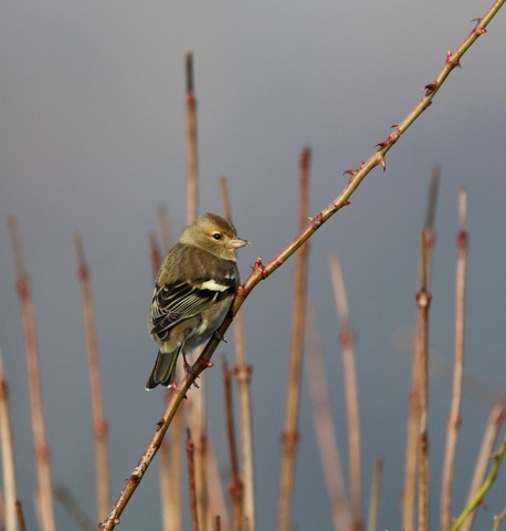Pinson des arbres femelle