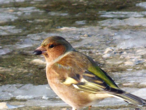Pinson des arbres - Fringilla coelebs