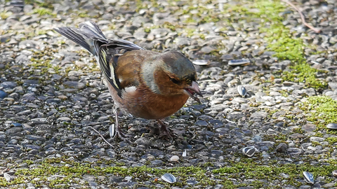 Pinson des arbres - Fringilla coelebs