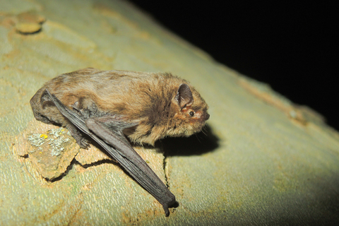 Pipistrelle pygmée (Pipistrellus pygmaeus)