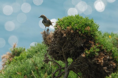 Pipit farlouse - Anthus pratensis