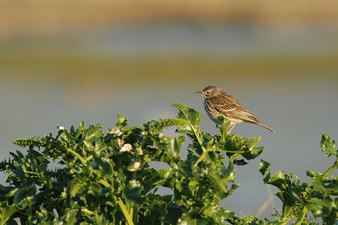 Pipit farlouse - Anthus pratensis