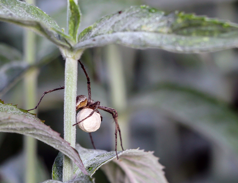 Pisaura mirabilis, la Pisaure admirable
