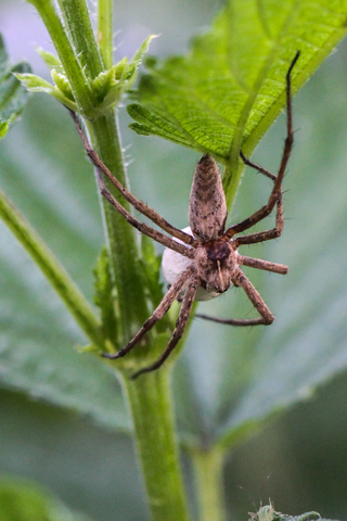 Pisaura mirabilis, la Pisaure admirable