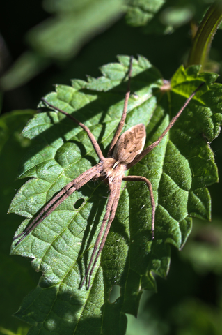 Pisaura mirabilis, la Pisaure admirable