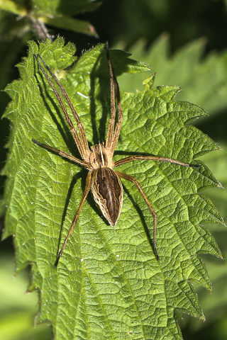 Pisaura mirabilis, la Pisaure admirable