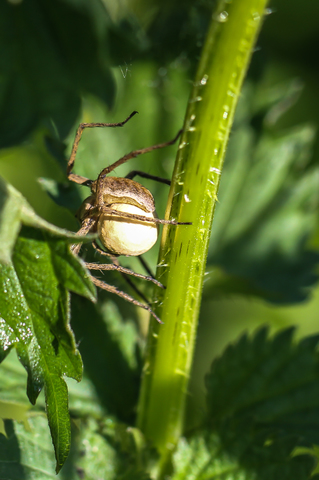 Pisaura mirabilis, la Pisaure admirable