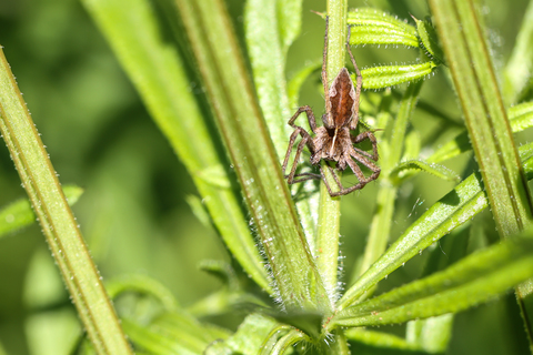 Pisaura mirabilis, la Pisaure admirable