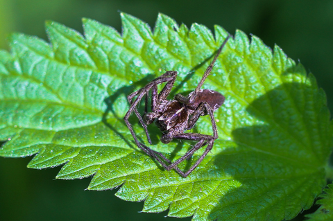 Pisaura mirabilis, la Pisaure admirable