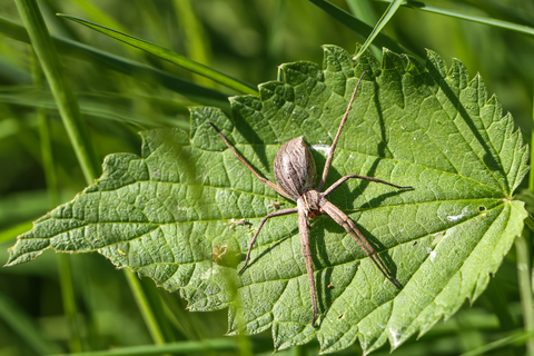 Pisaura mirabilis, la Pisaure admirable