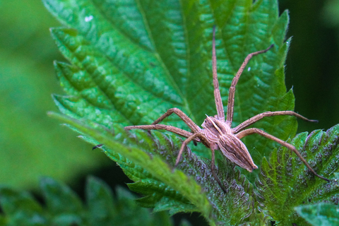 Pisaura mirabilis, la Pisaure admirable