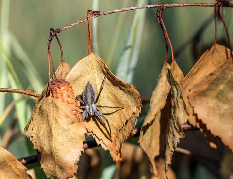 Pisaura mirabilis