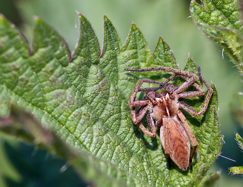Pisaura mirabilis