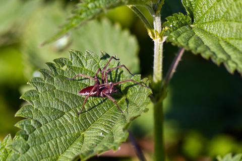 Pisaura mirabilis