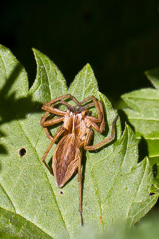 Pisaura mirabilis