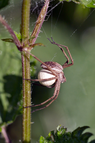 Pisaura mirabilis