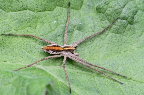 Pisaura mirabilis