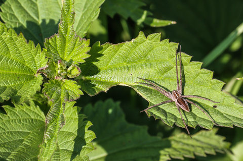 Pisaure admirable - Pisaura mirabilis