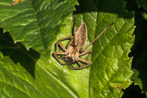 Pisaure admirable - Pisaura mirabilis