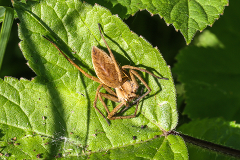 Pisaure admirable - Pisaura mirabilis