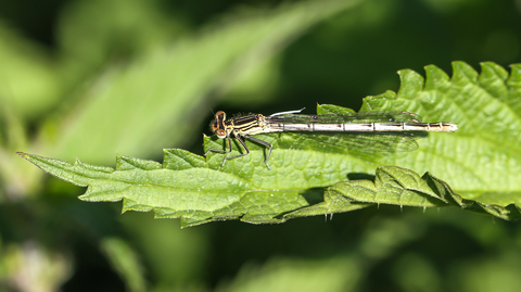 Platycnemis pennipes femelle, l'Agrion à larges pattes