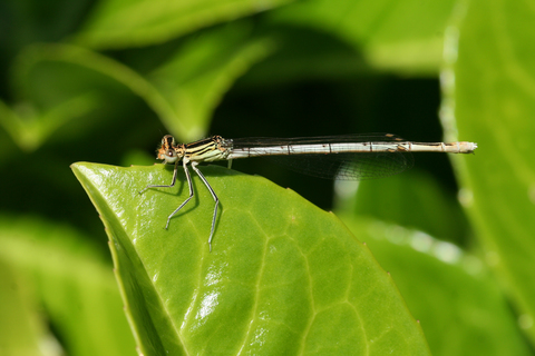 Platycnemis pennipes (F)