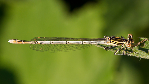 Platycnemis pennipes femelle