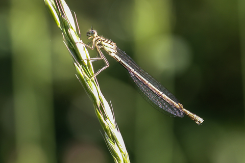 Platycnemis pennipes, l'Agrion à larges pattes