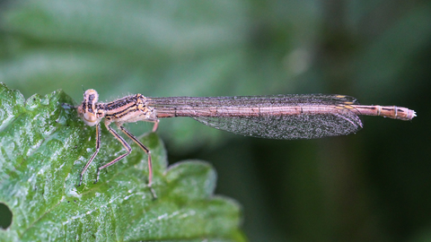 Platycnemis pennipes, l'Agrion à larges pattes
